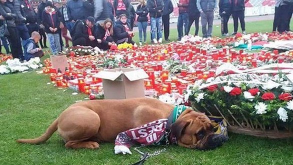 la-conmovedora-imagen-de-un-perro-en-el-funeral-de-un-futbolista